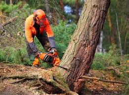 Best Seasonal Cleanup  in Napoleon, OH